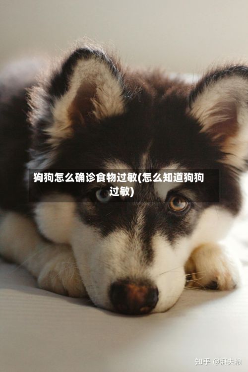 狗狗怎么确诊食物过敏(怎么知道狗狗过敏)
