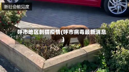 呼市地区刺猬疫情(呼市病毒最新消息)-第2张图片